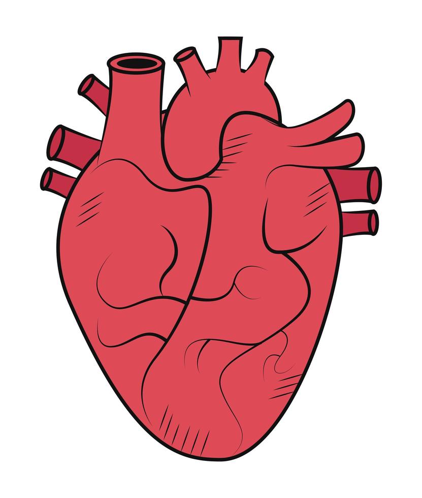 red heart organ vector