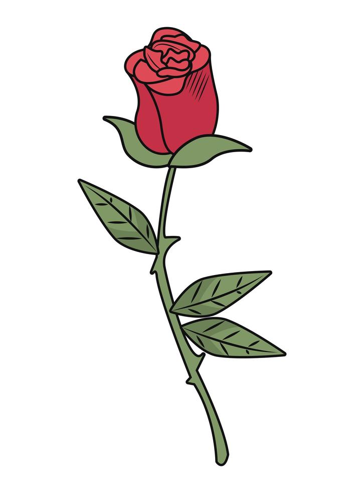 red rose flower vector