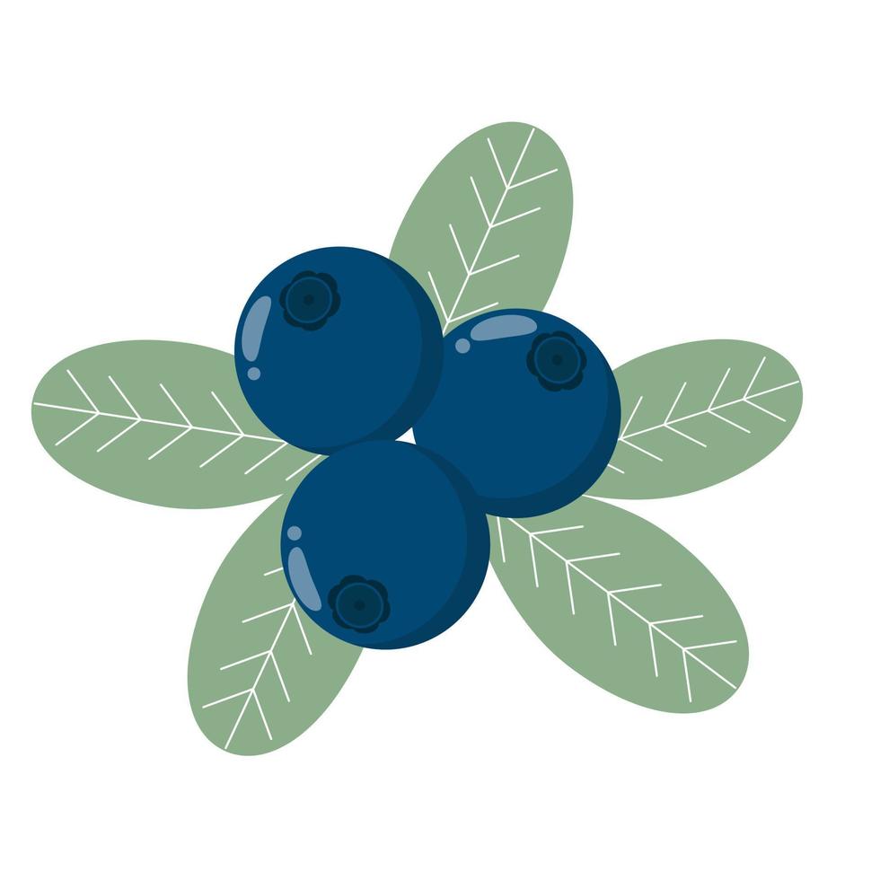 Blueberry with leaves isolated object vector