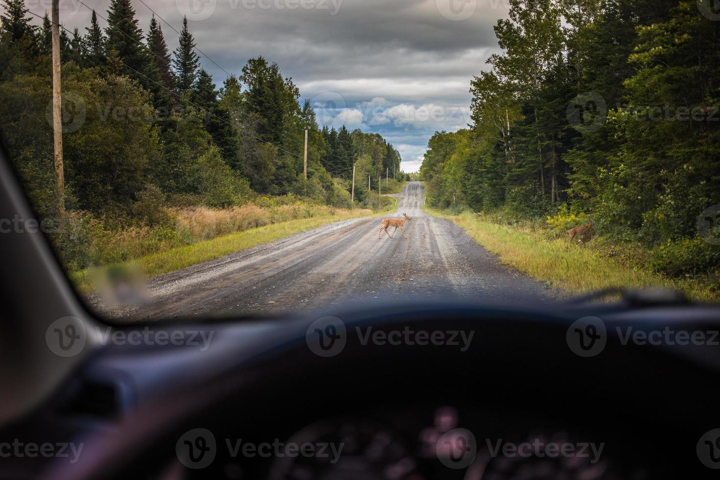 Two Deers Crossing the Road in front of a Car photo