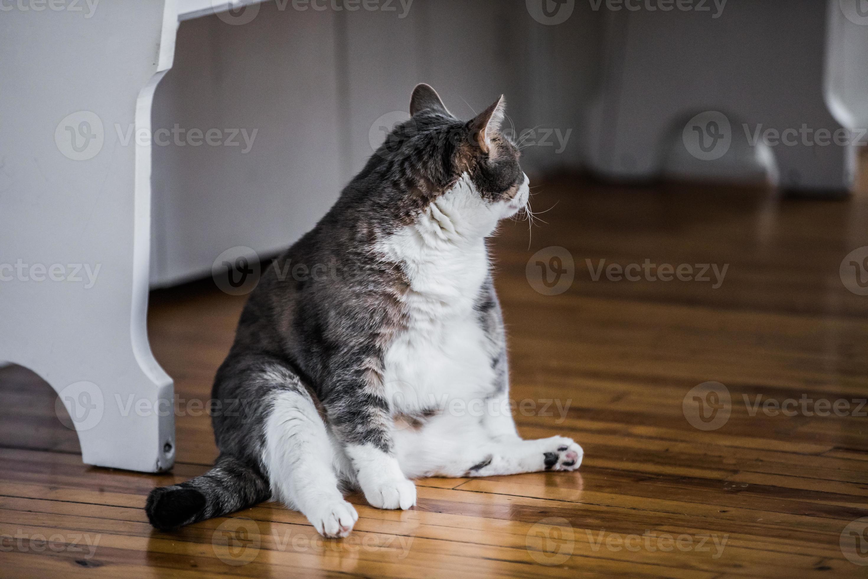 Funny Fat Cat Sitting In The Kitchen 4316078 Stock Photo At Vecteezy