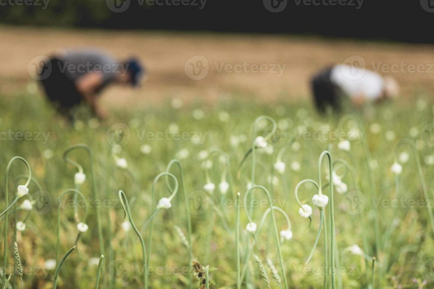 dos agricultores recogiendo ajo en el campo. foto