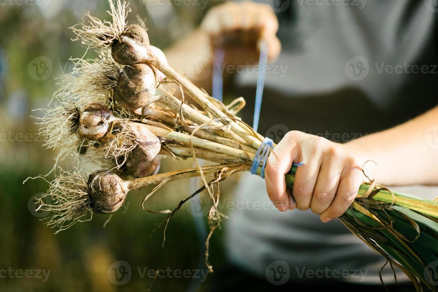 apretando una cuerda alrededor de un ramo de ajo recién cogido listo para colgar foto