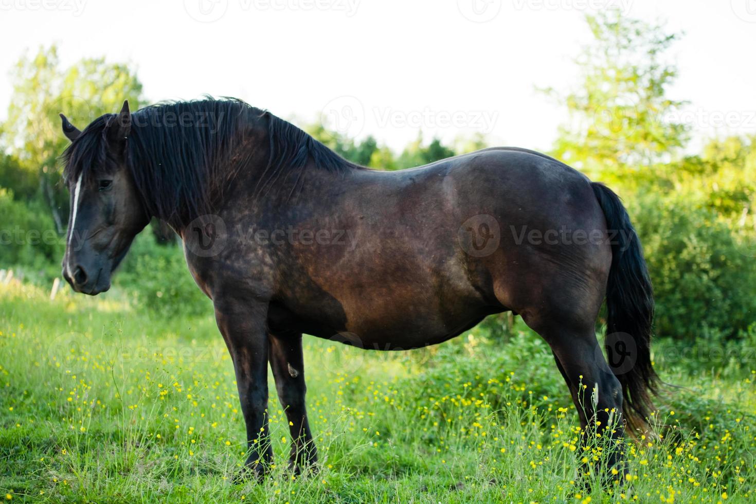 Side View of a Beautiful Strong horse in nature photo