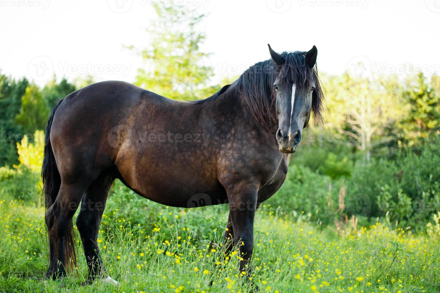 Vista lateral de un hermoso caballo fuerte en la naturaleza. foto