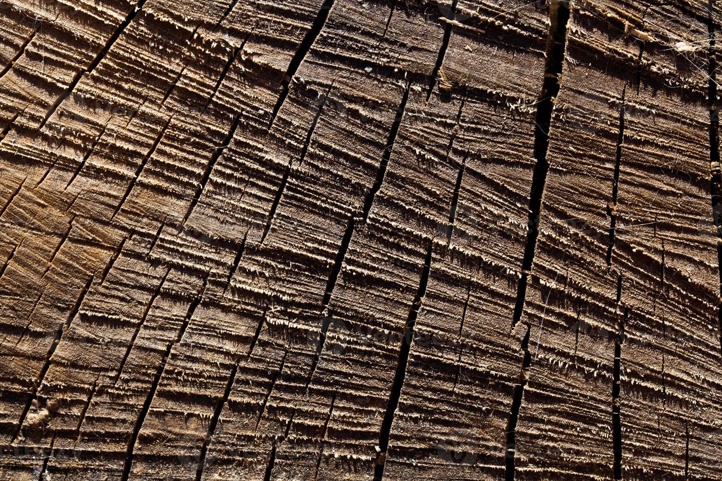 macro textura de madera aserrada y seca con detalles foto