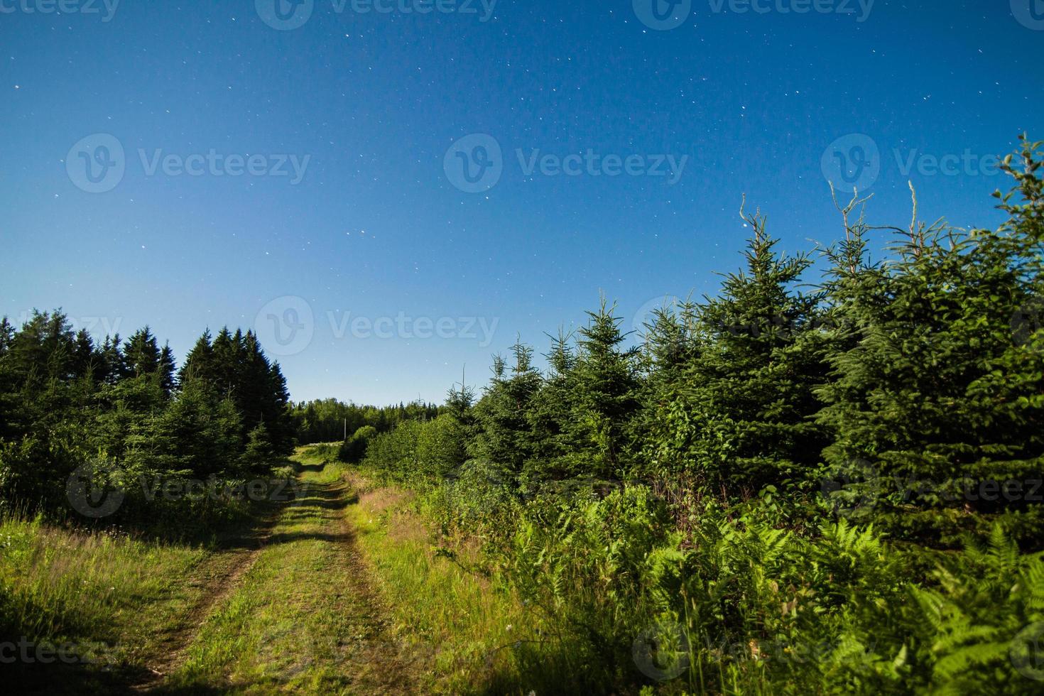 Country Road in the forest with Clear Sky and Stars at Night photo