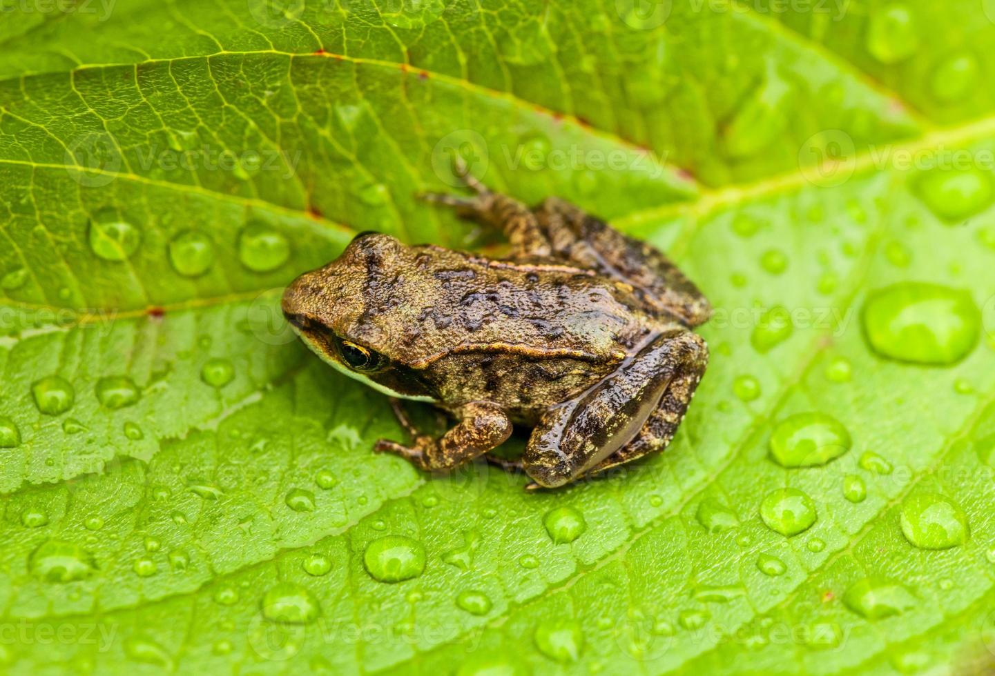 Miniature from sitting on a Wet Leaf photo