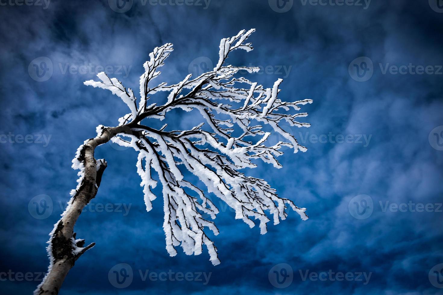 Frozen Trees on to on a Mountain photo