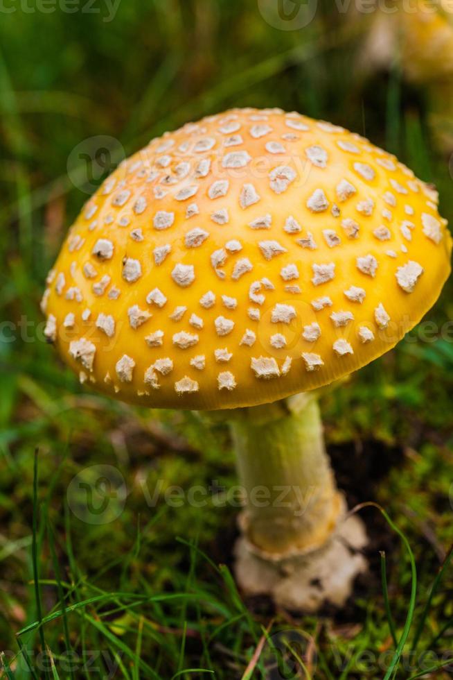 hongo amarillo venenoso en la naturaleza foto