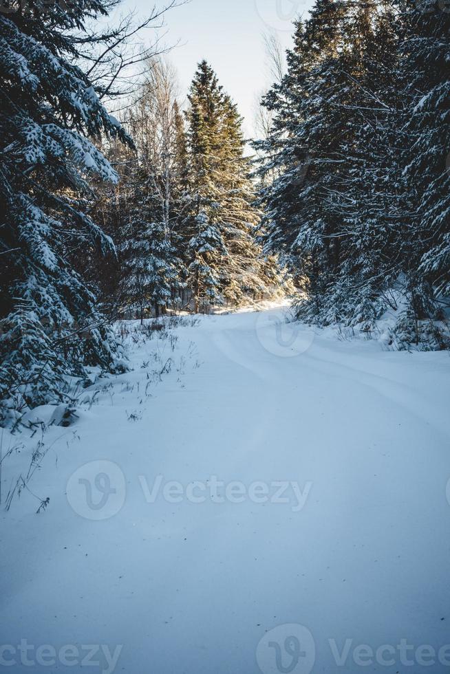 Carretera cerrada en el bosque debido a las fuertes nevadas. foto