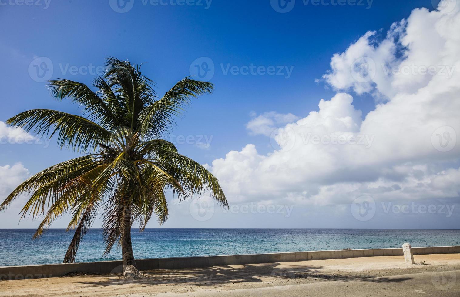 gran palmera al costado de la carretera foto