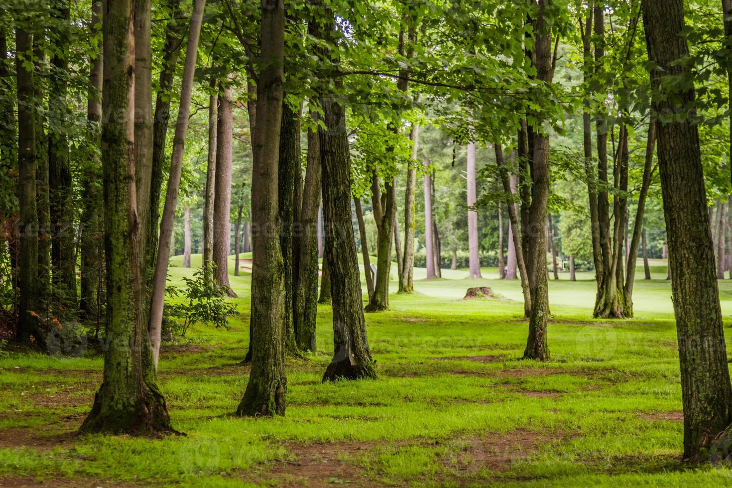 In the woods of  Golf Course photo