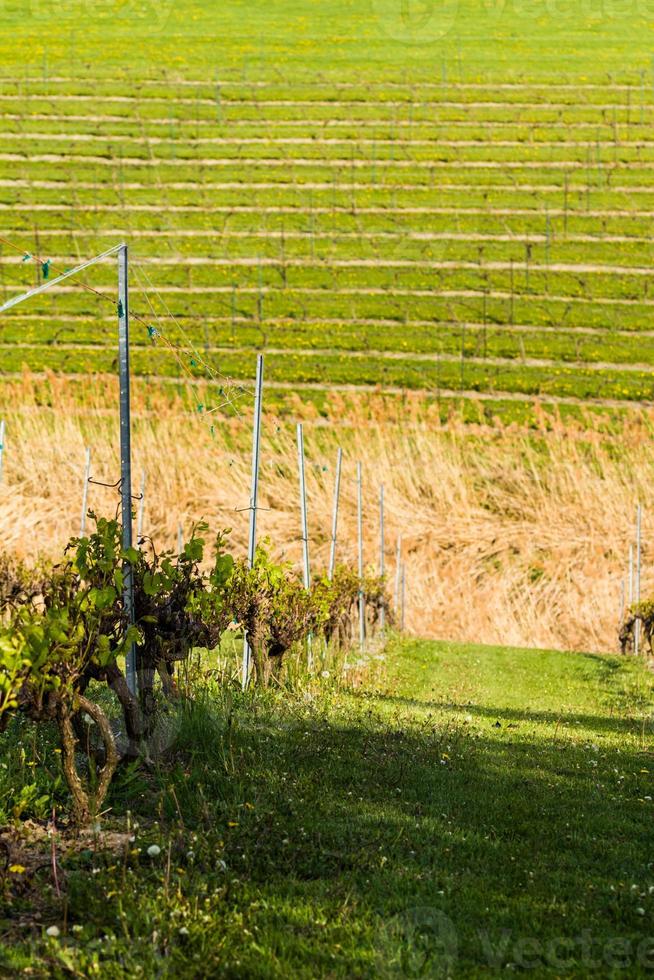 Winery Field during spring photo