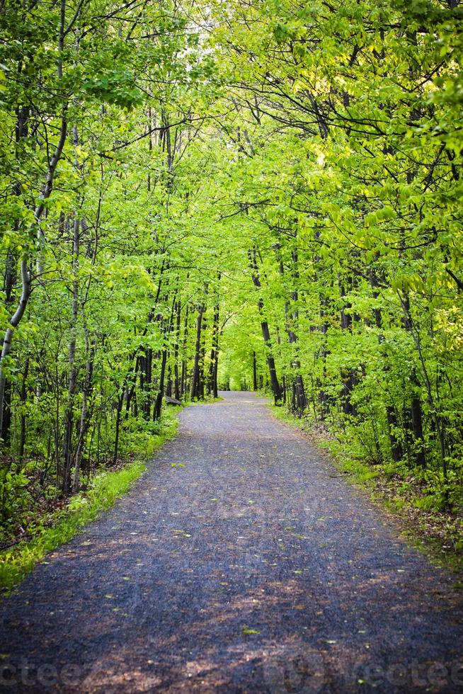 Path in forest photo