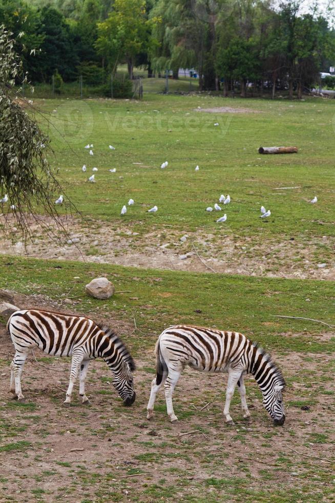 Zebra grazing in the reserve photo