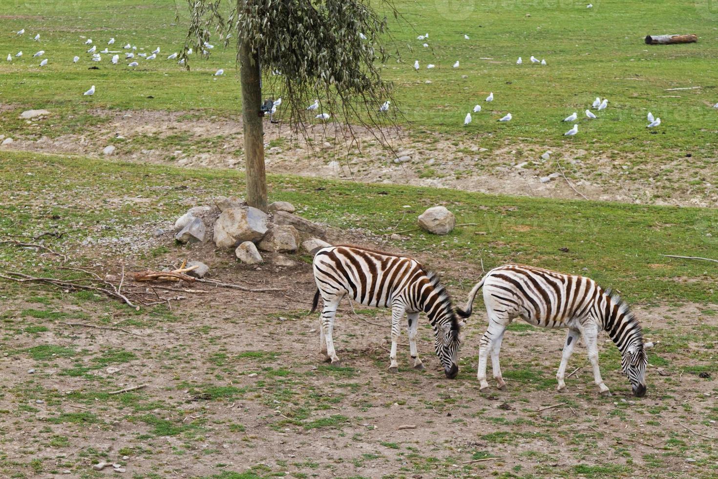 Zebra grazing in the reserve photo