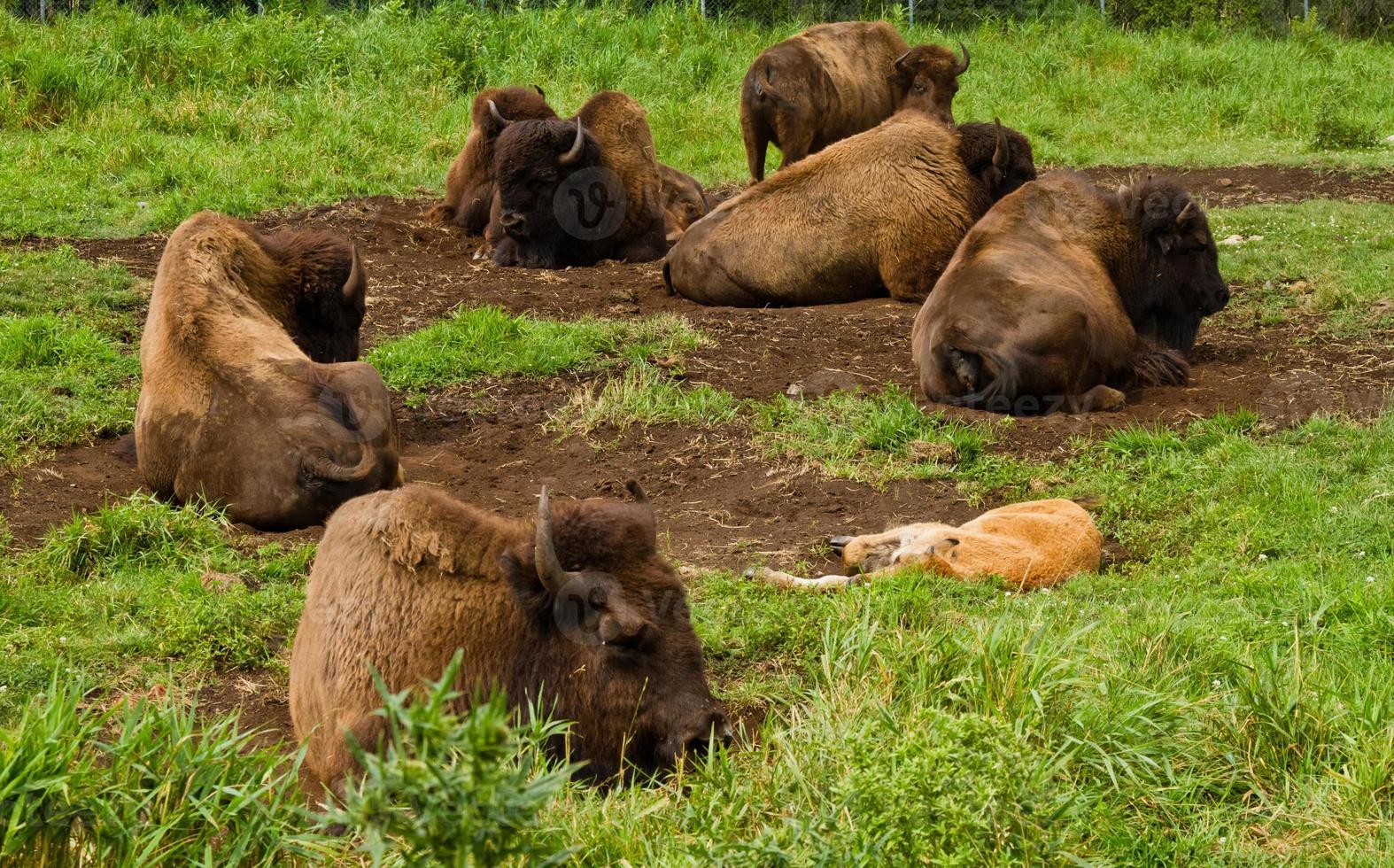 Bison resting in the nature photo