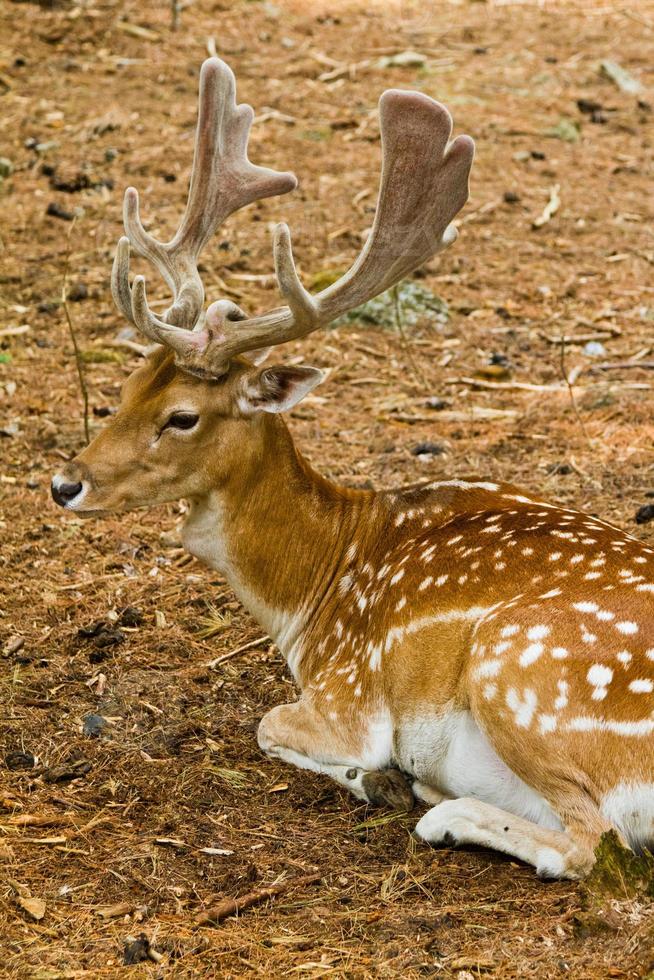 Fallow deer in forest - Male photo