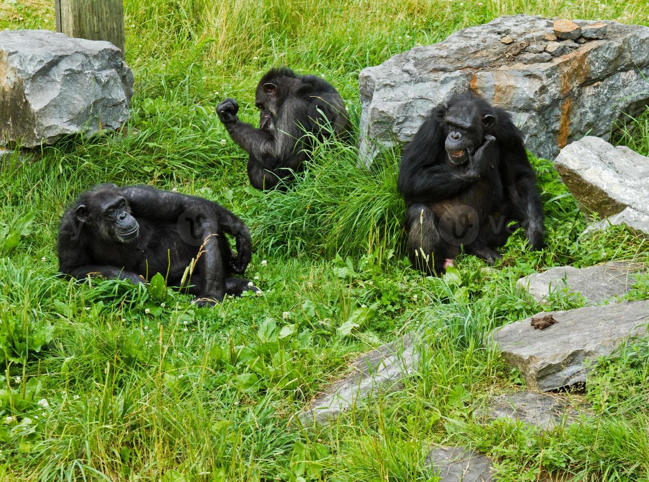 Three monkeys in zoo photo