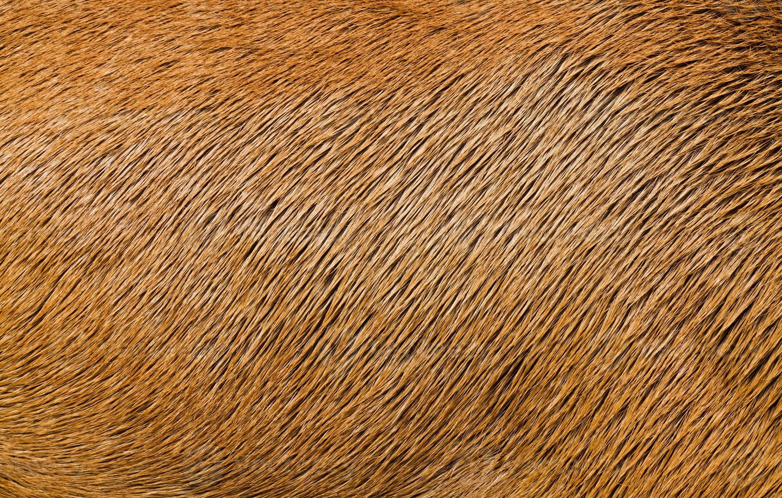 textura de pelo de animal foto