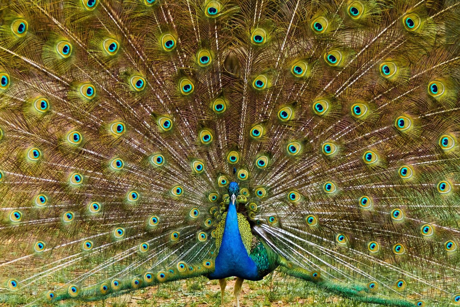 Beautiful peacock feathers photo