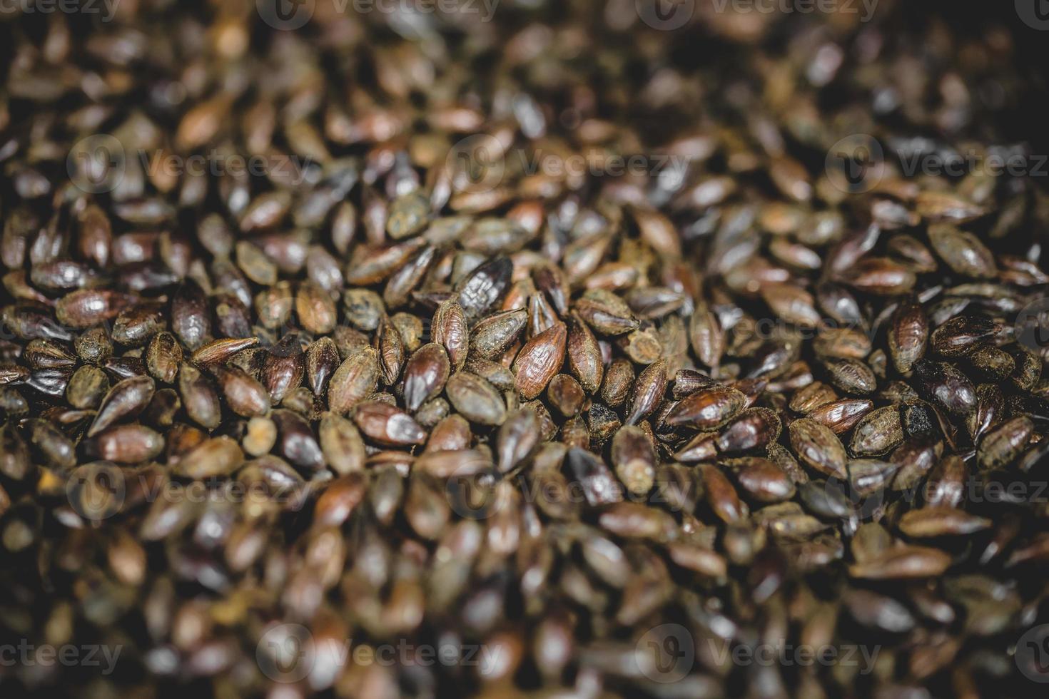 Textura de grano de cerveza de cebada malteada en estudio. foto