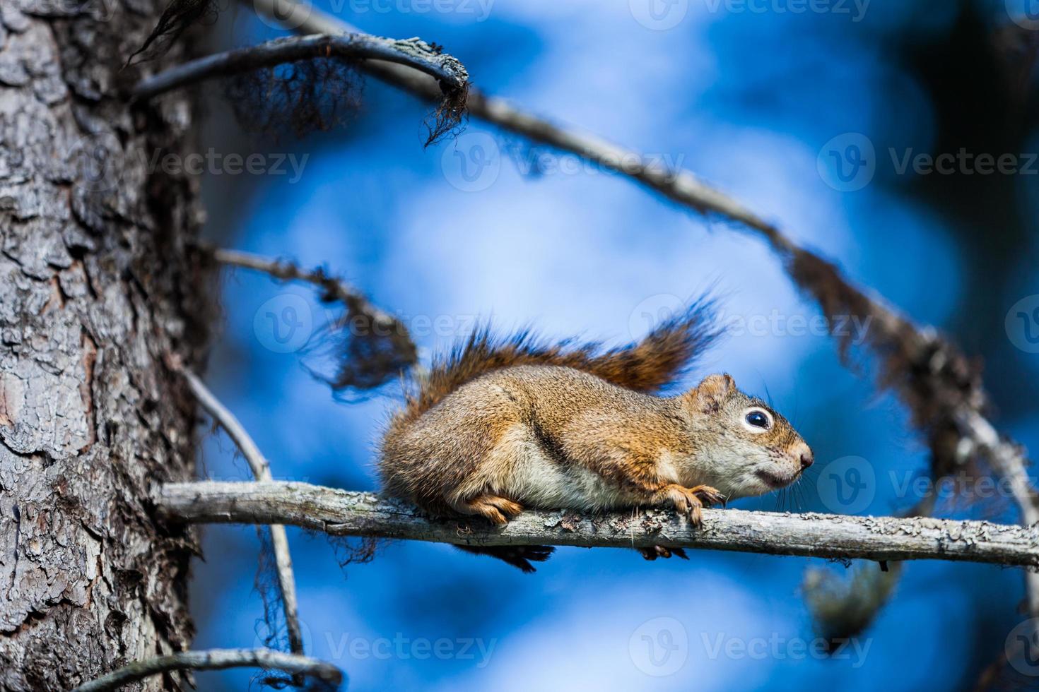 primer plano de una ardilla roja en un árbol. foto