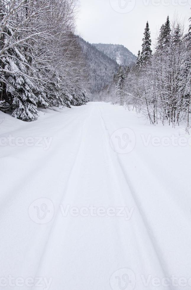 Snowy forest path photo