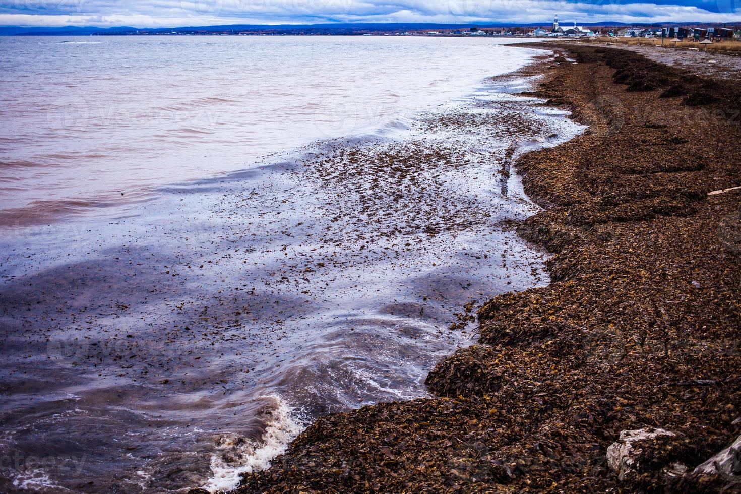 Panorama de algas de la península de Gaspe foto