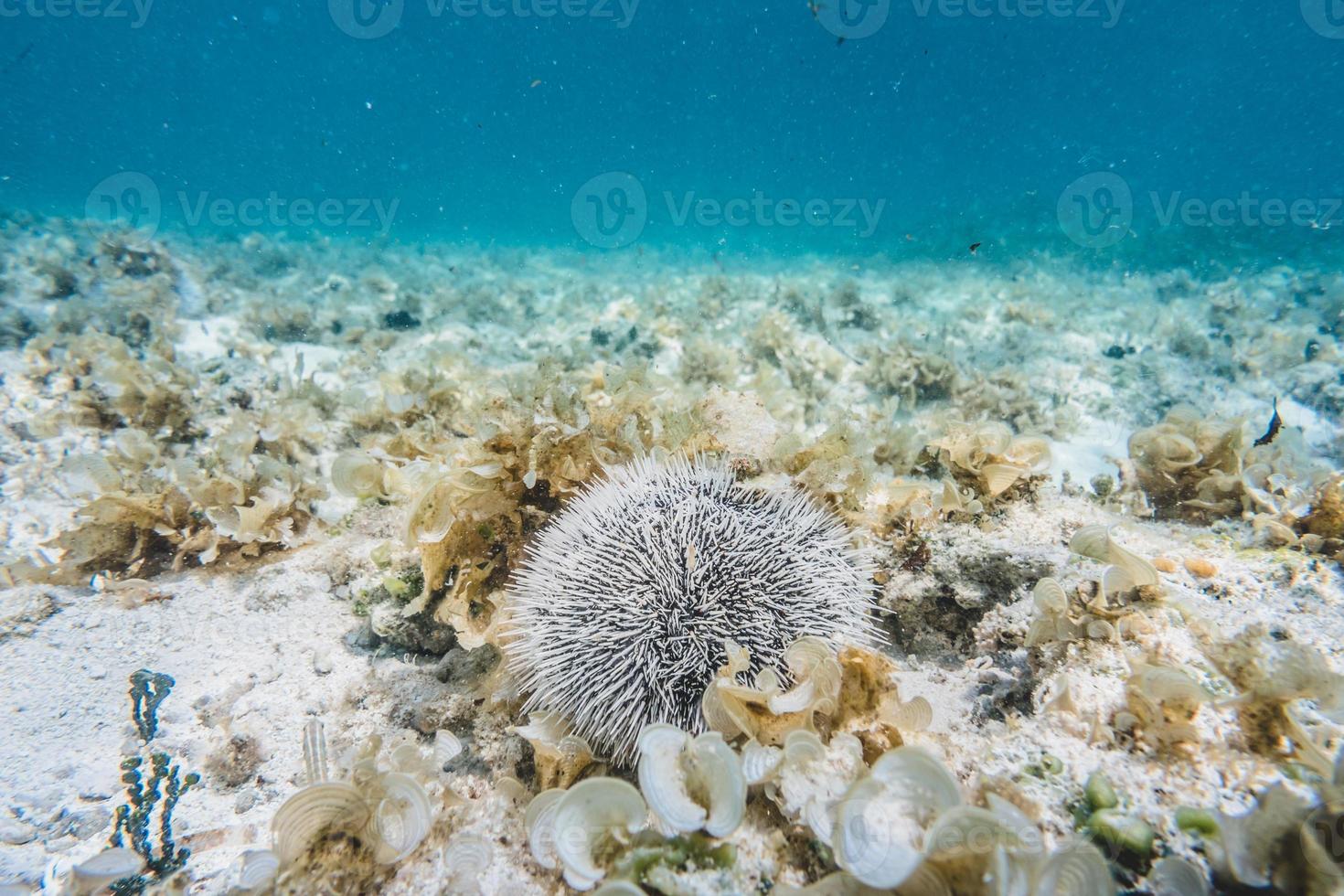 White Spiky Urchins Closeup Underwater View photo