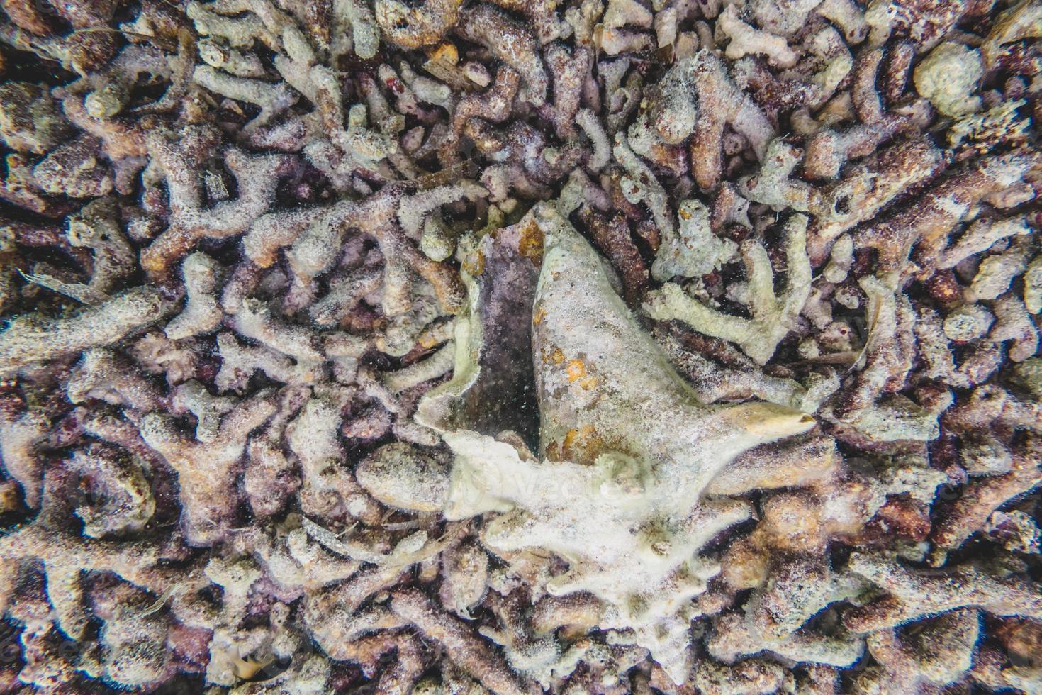 textura de corales muertos foto
