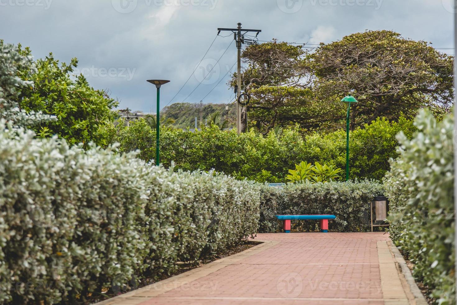 Pavimento de hormigón rojo sendero a través de follaje y arbustos foto