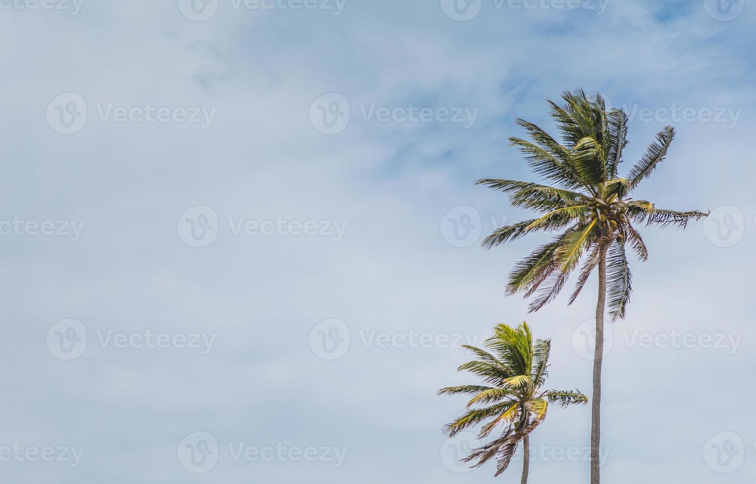 palmeras y cielo azul foto