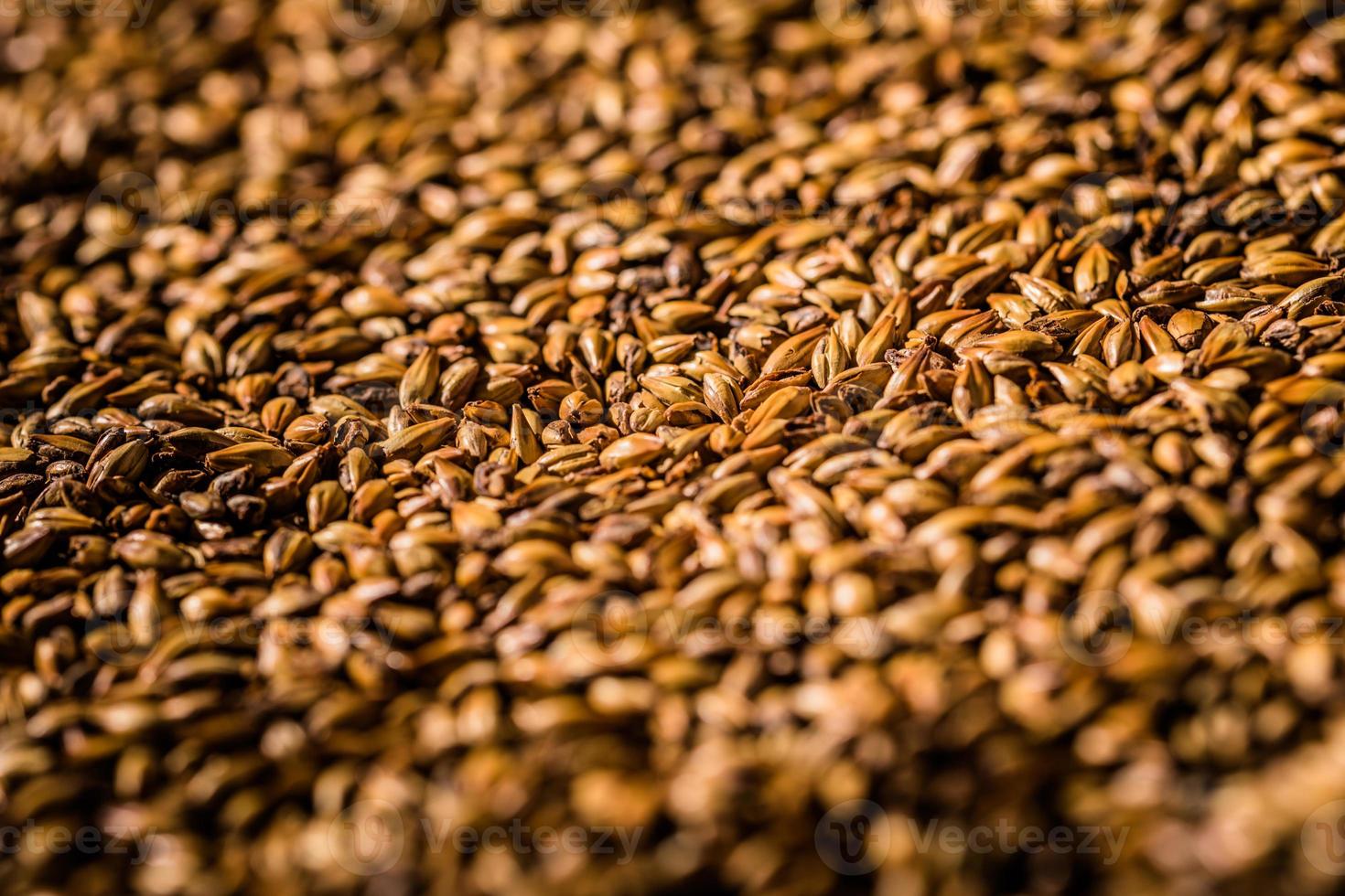 cerveza, cebada, malteado, granos, macro, textura foto