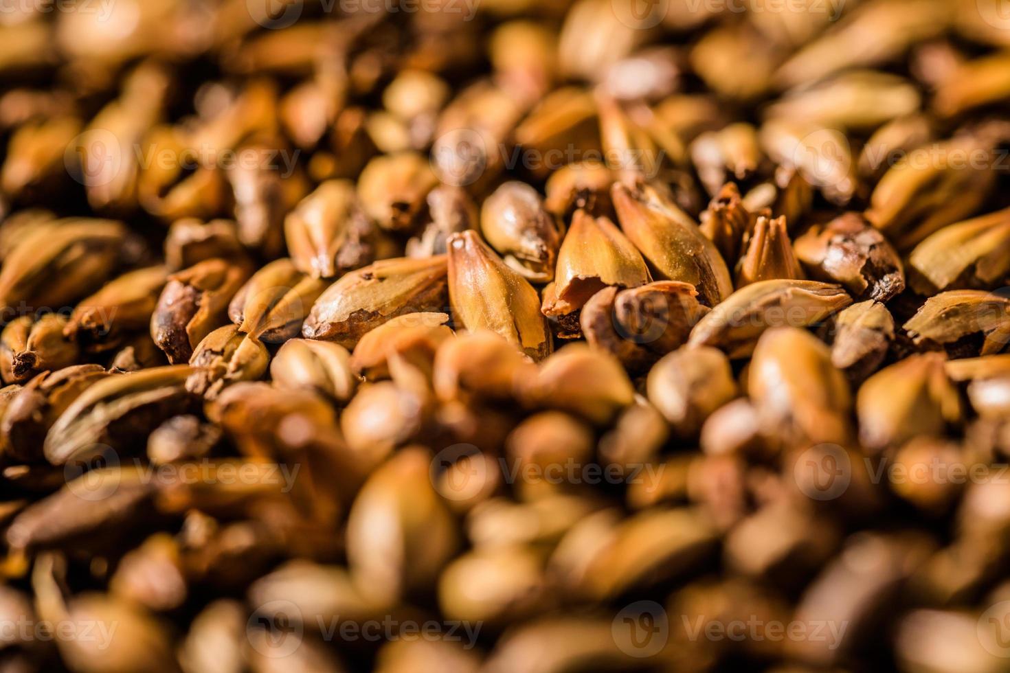 cerveza, cebada, malteado, granos, macro, textura foto