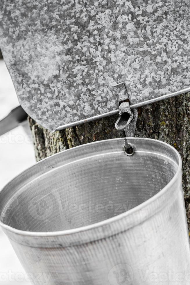 Maple Sap buckets on trees in spring photo