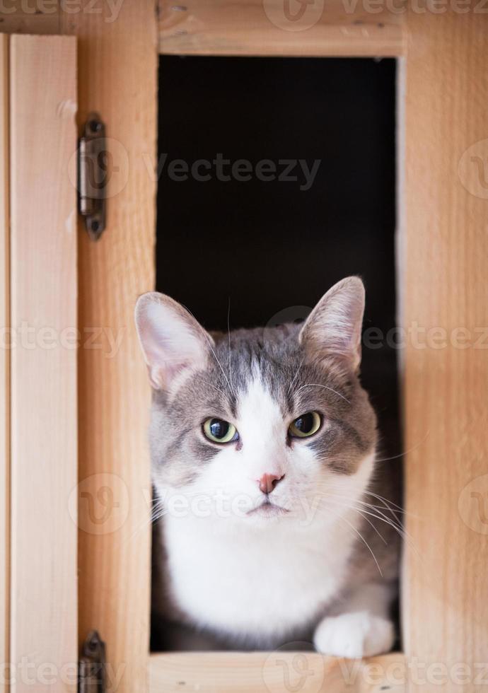 gato en la cocina foto