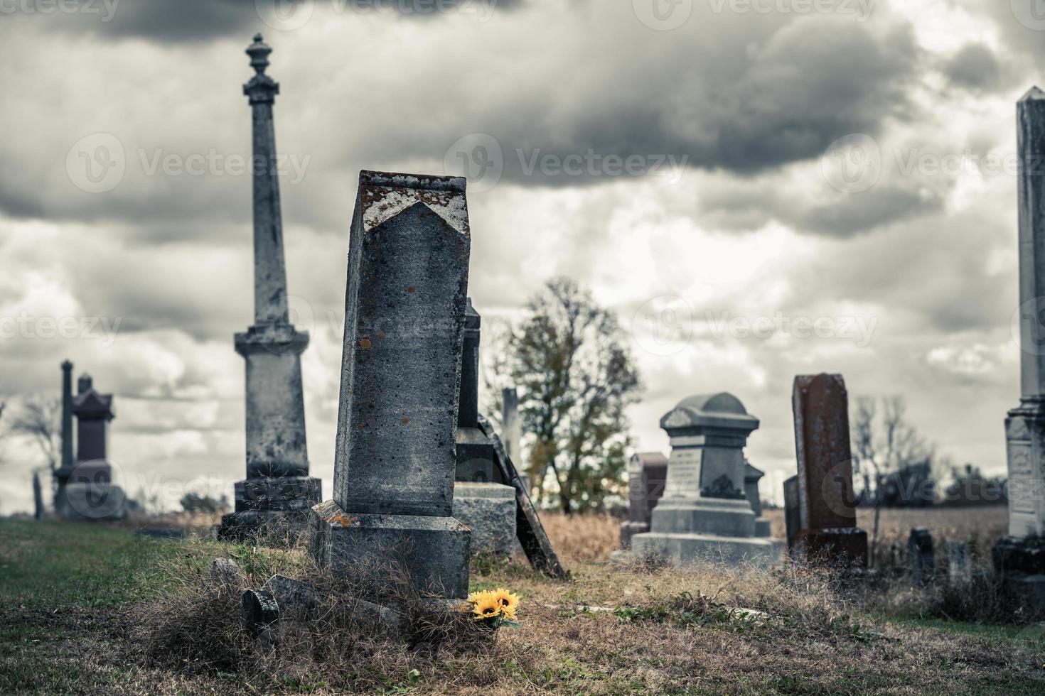 Sunflowers Bouquet in a Sad Cemetery photo