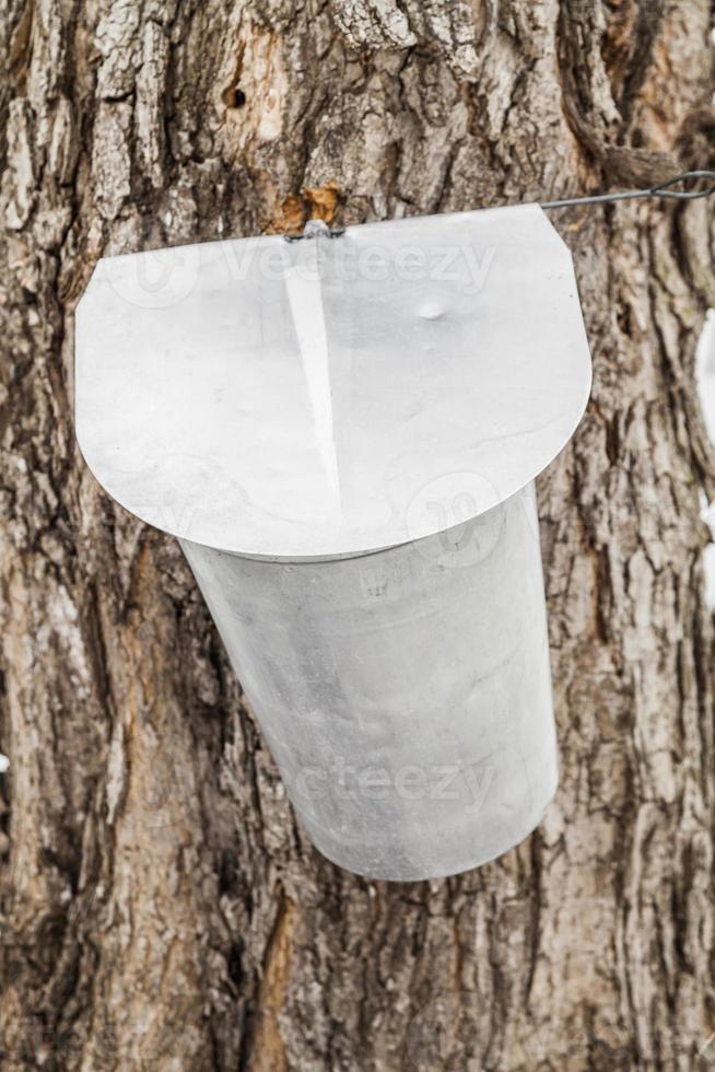 Maple Sap buckets on trees in spring photo