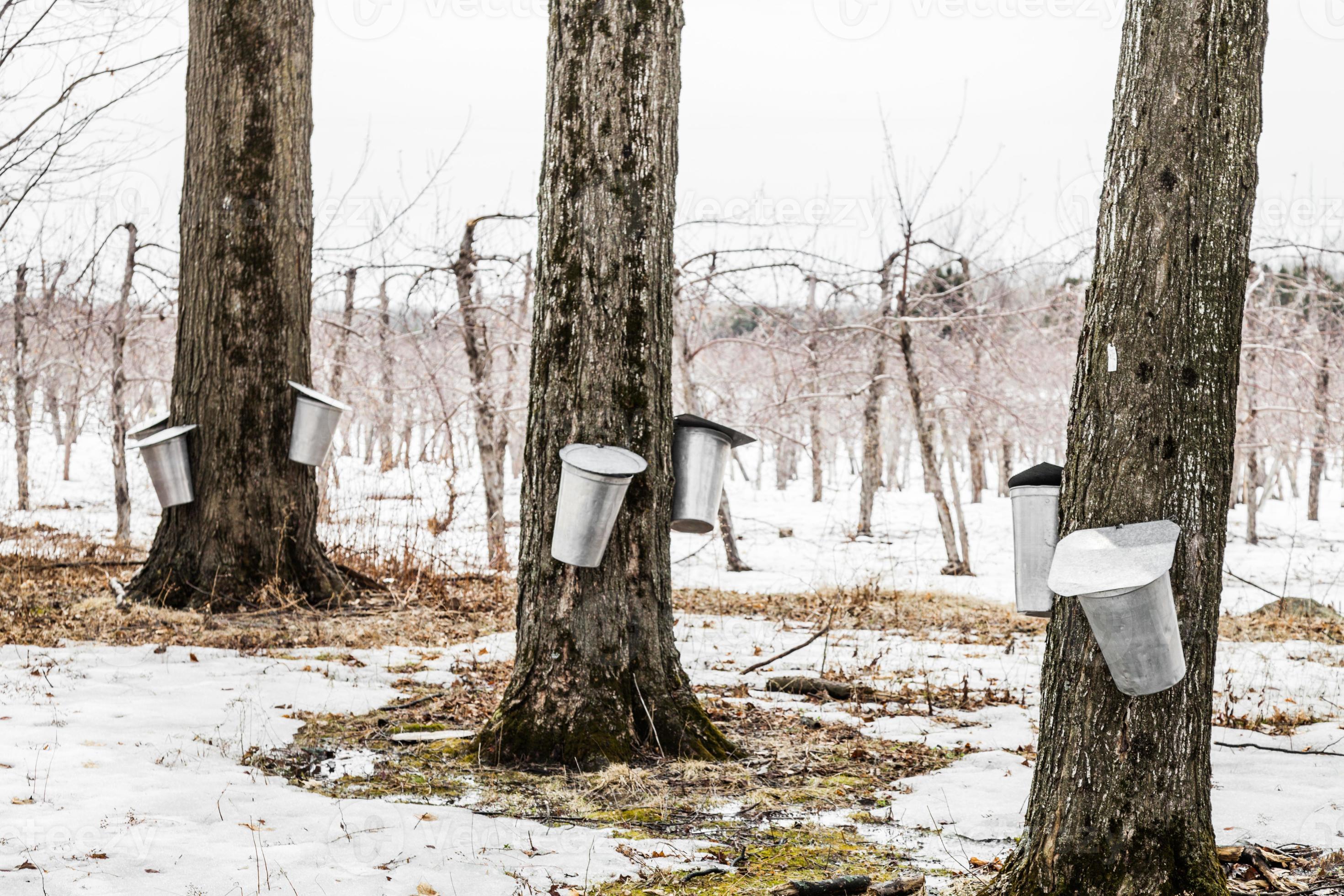 Forest of Maple Sap buckets on trees 4318179 Stock Photo at Vecteezy