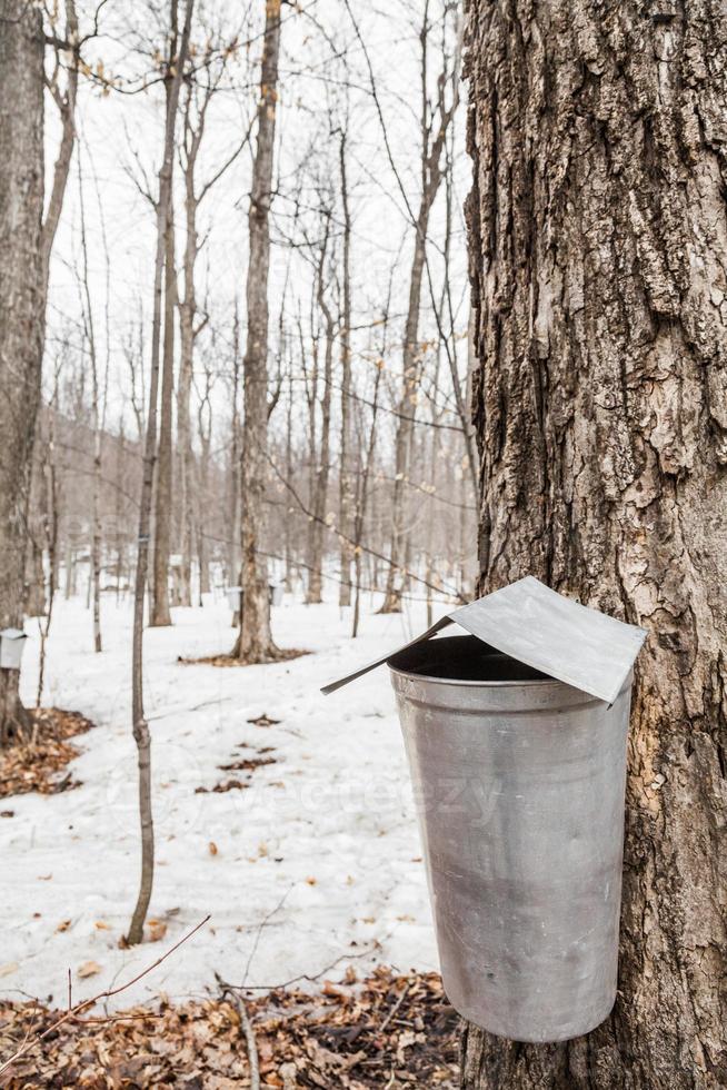Forest of Maple Sap buckets on trees photo