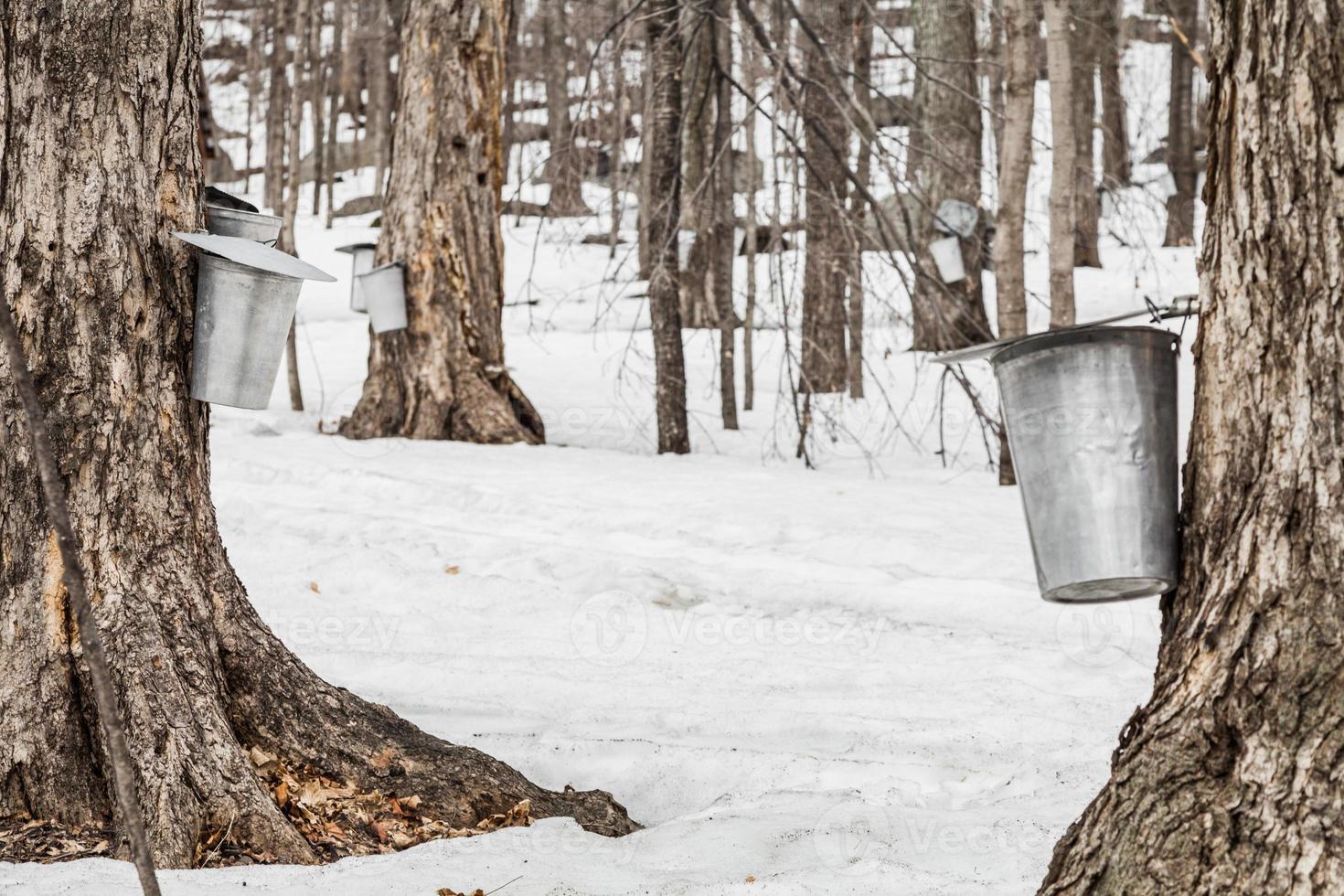 Forest of Maple Sap buckets on trees photo