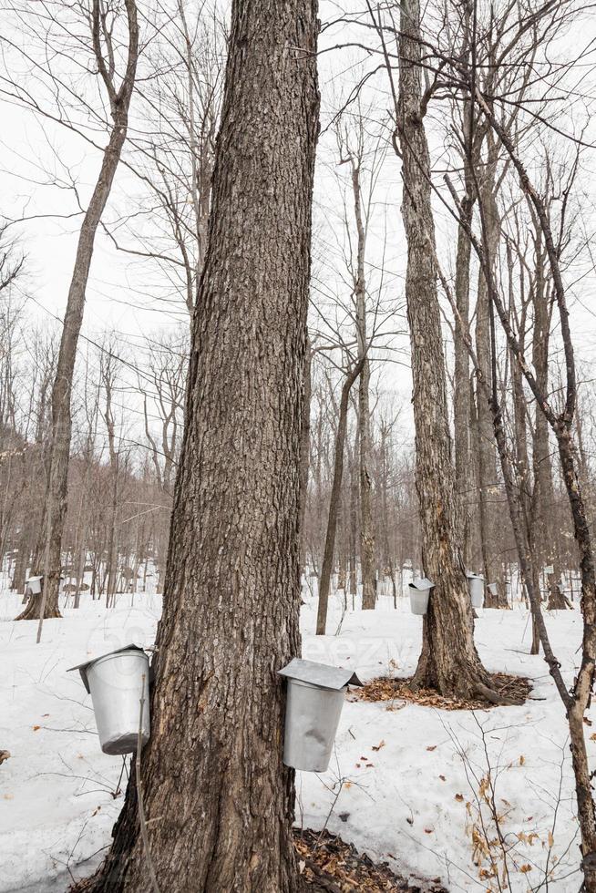 Bosque de cubos de savia de arce en árboles foto