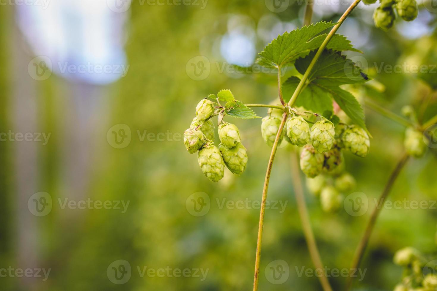 Close-up green hop plant branch with ripe cones. photo
