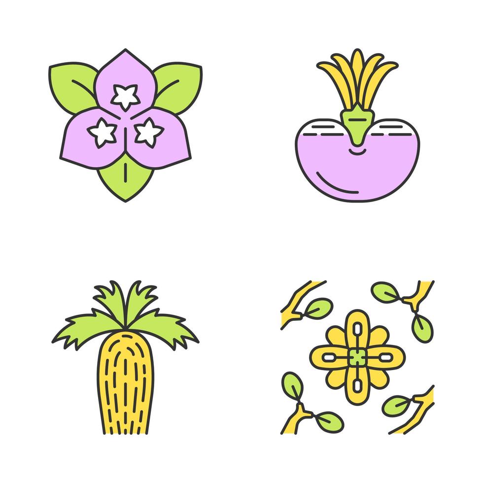 Conjunto de iconos de colores de plantas del desierto. flora exótica. flor de buganvilla, piedra viva, palmera de abanico de california, larrea. plantas de lugares secos. ilustraciones vectoriales aisladas vector