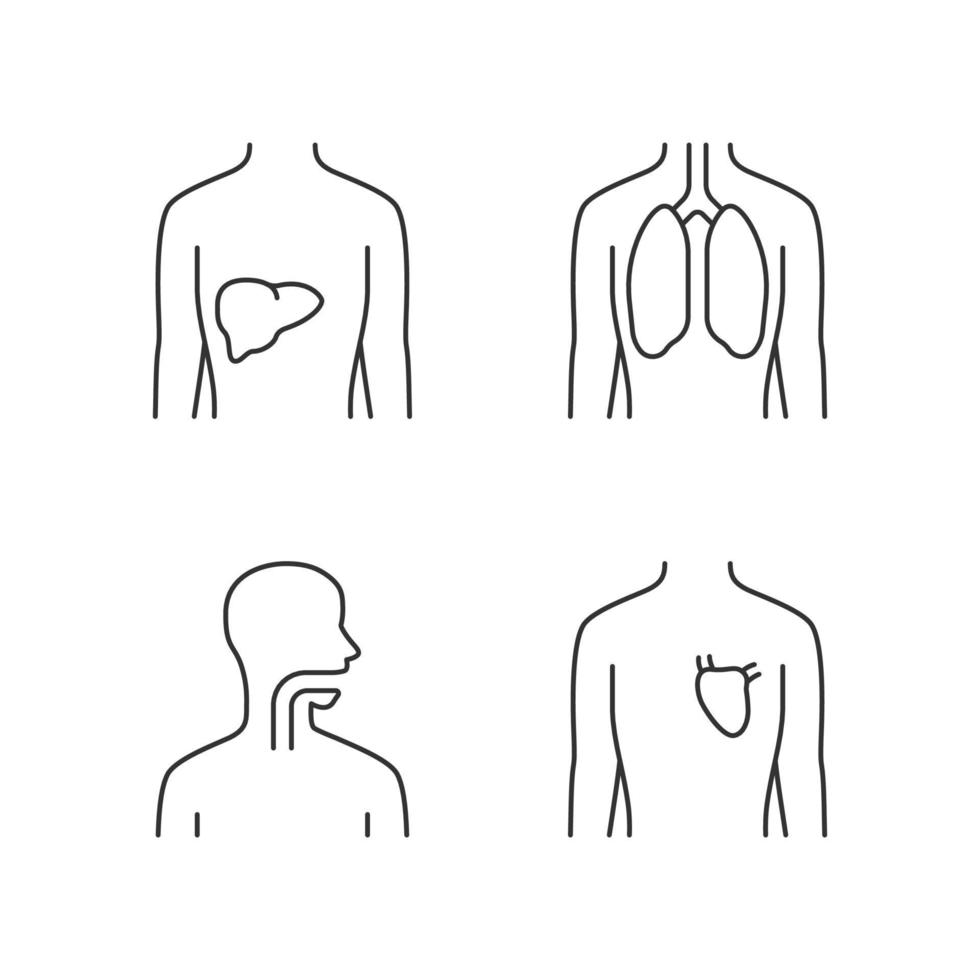 Healthy human organs linear icons set. Liver and lungs in good health. Functioning heart. Wholesome throat. Thin line contour symbols. Isolated vector outline illustrations. Editable stroke