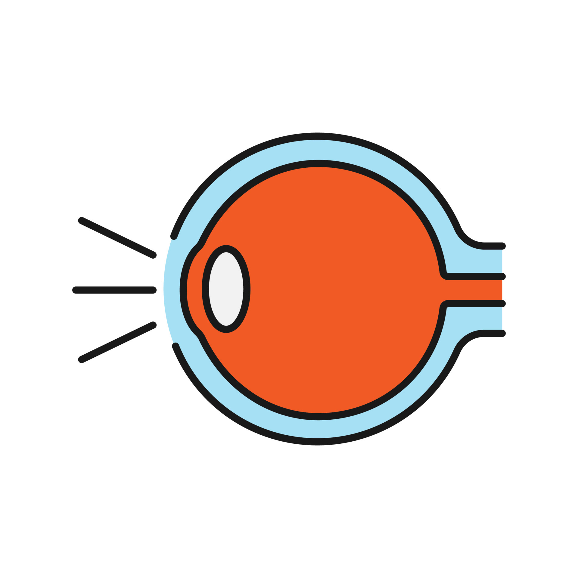 Eye anatomy color icon. Light refraction in eye. Isolated vector illustration 4333184 Vector Art