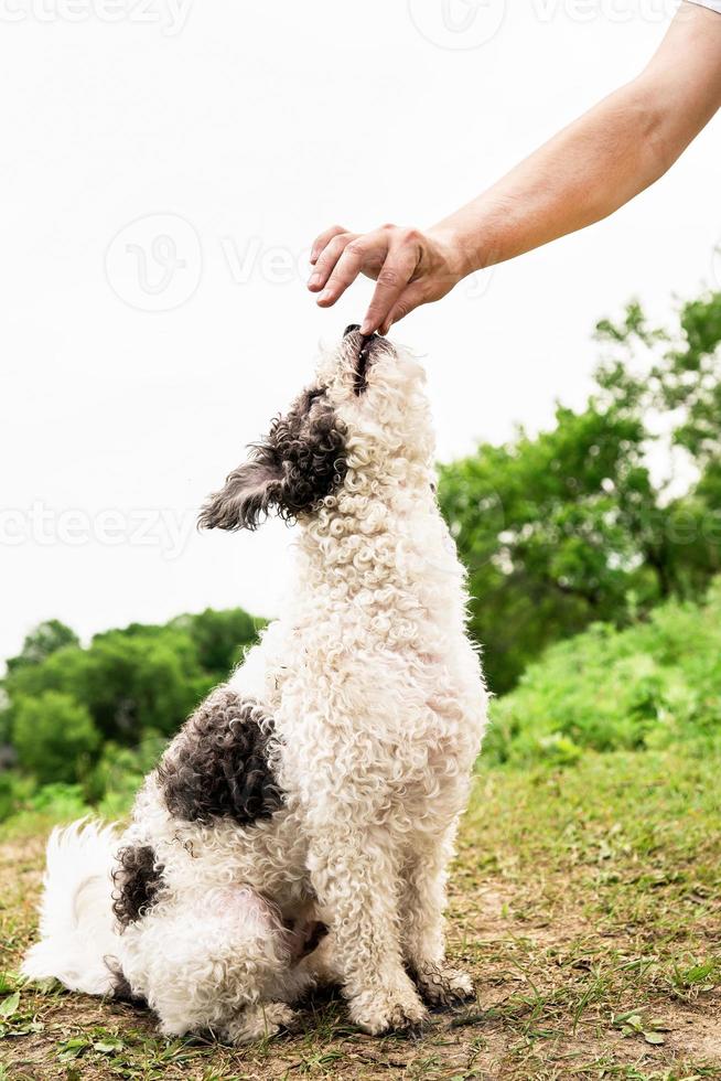 Lindo perro bichon frise sentado en la formación de pasto verde con el propietario foto