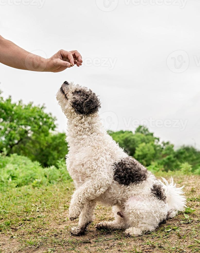 Perro Bichon Frise sentado sobre la hierba verde dando una pata al propietario fuera foto